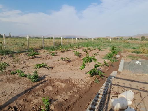 عکس باغ انگور هادی