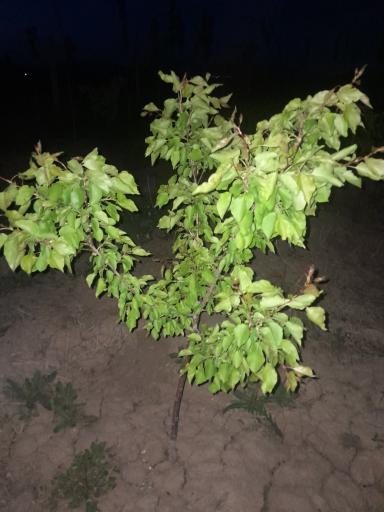 عکس باغ انگور هادی