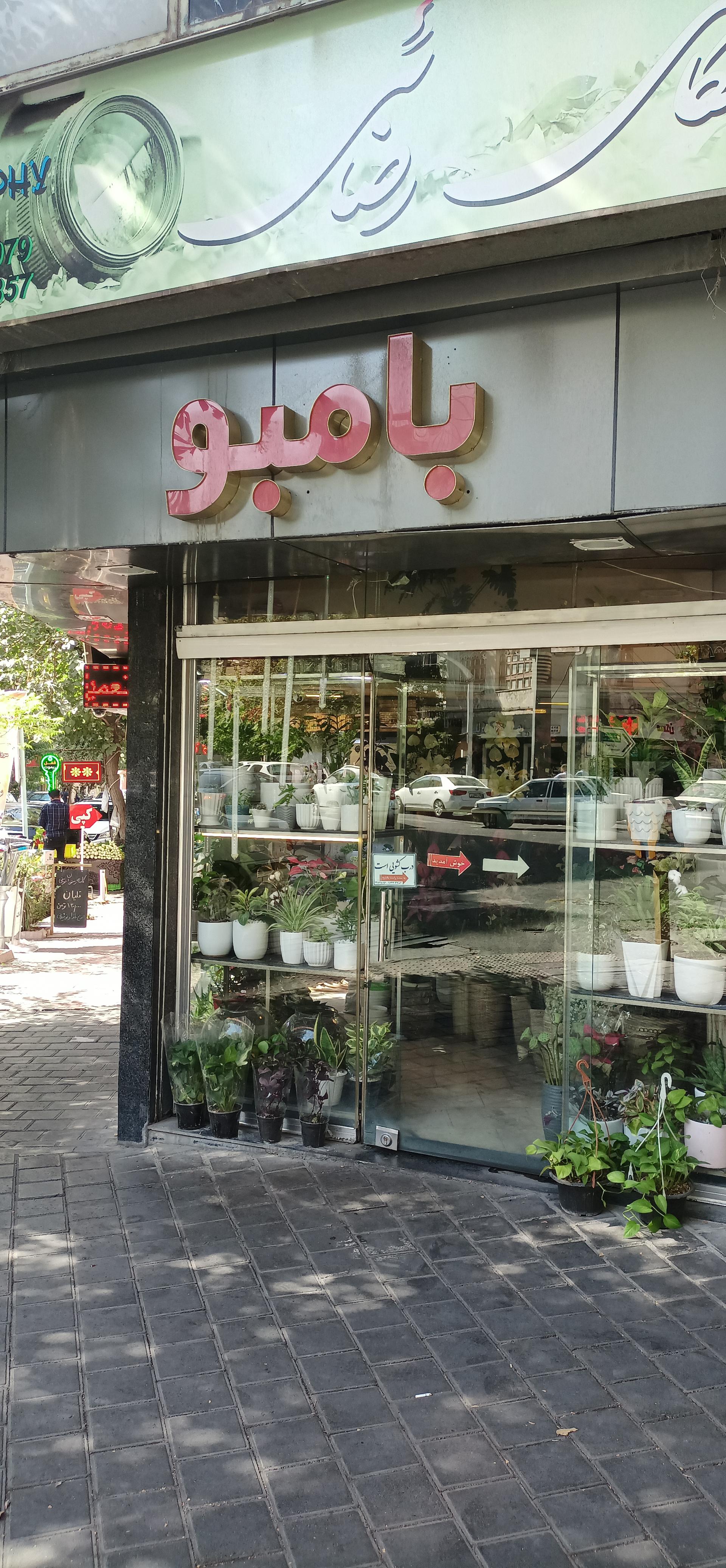 عکس بامبو