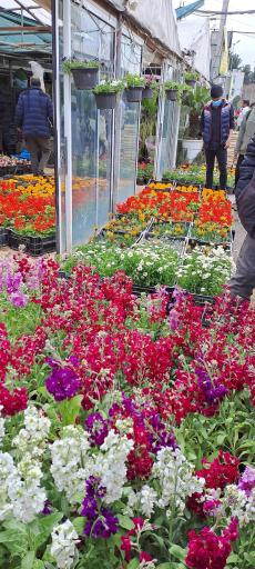عکس بازار گل محلاتی