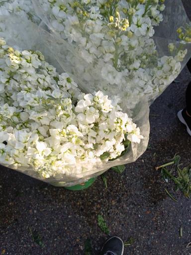 عکس بازار گل محلاتی