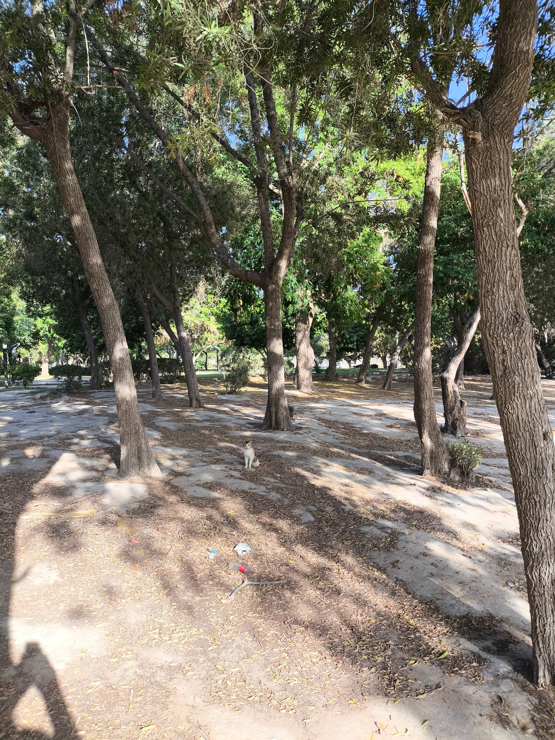 عکس پارک شغاب