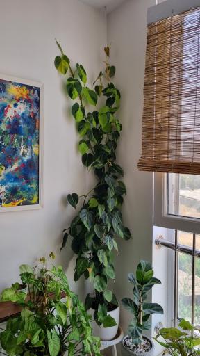 عکس آموزشگاه موسیقی نیروان