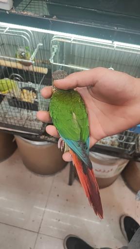 عکس پرنده سرای ققنوس