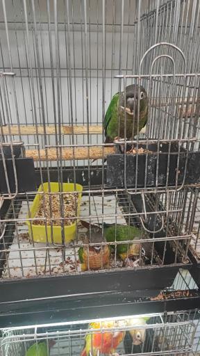 عکس پرنده سرای ققنوس