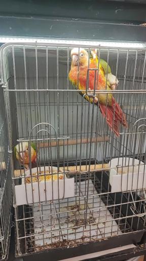 عکس پرنده سرای ققنوس