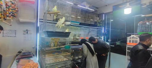 عکس پرنده سرای ققنوس