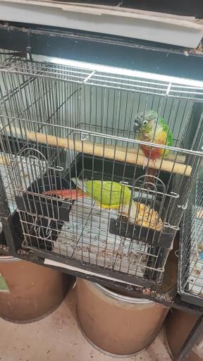 عکس پرنده سرای ققنوس