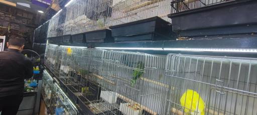 عکس پرنده سرای ققنوس