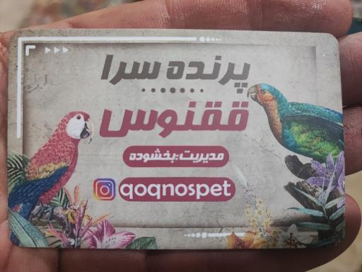 عکس پرنده سرای ققنوس