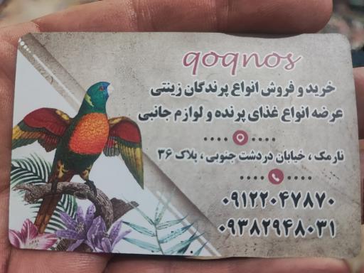 عکس پرنده سرای ققنوس