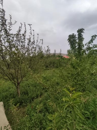 عکس ابرو