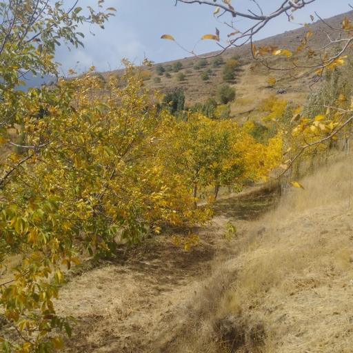 عکس ابرو