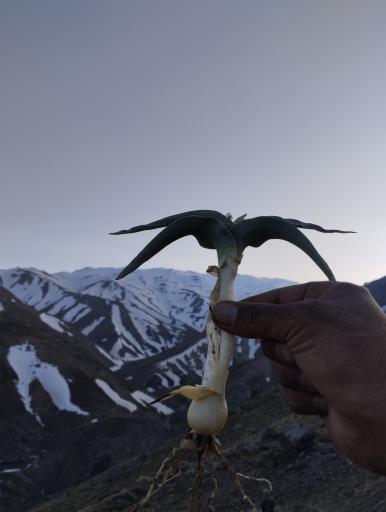عکس ابرو