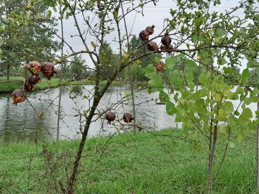 عکس آب بندان کشاورزان