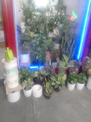 عکس گلخانه آرامش