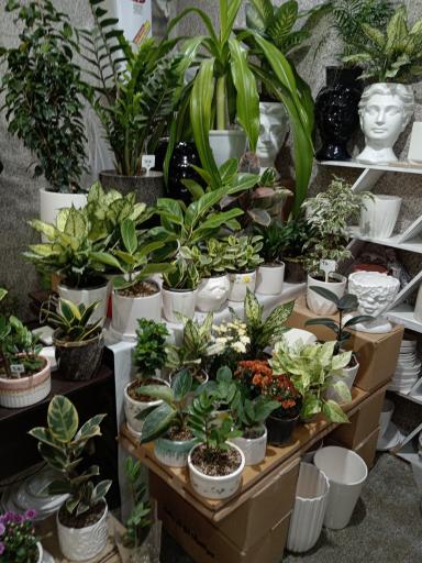 عکس گلخانه آرامش