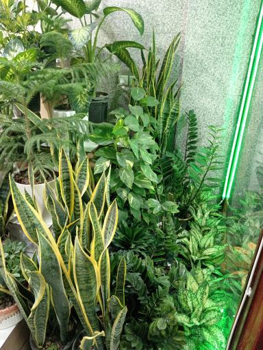 گلخانه آرامش