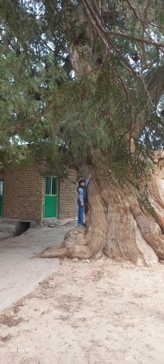 مهموئی