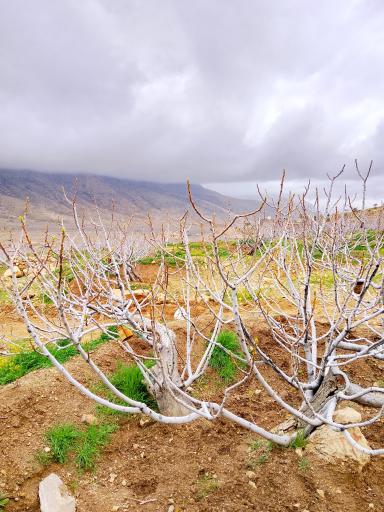 عکس استهبان