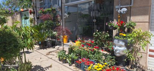 عکس گل و گلدون مُعید