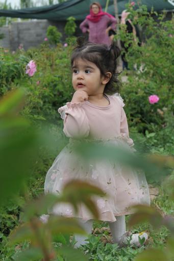 عکس کارگاه گلاب گیری و عرقیات سنتی صمیمی