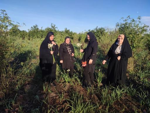 عکس باغ گل محمدی و گل نرگس