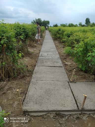 عکس باغ گل محمدی و گل نرگس