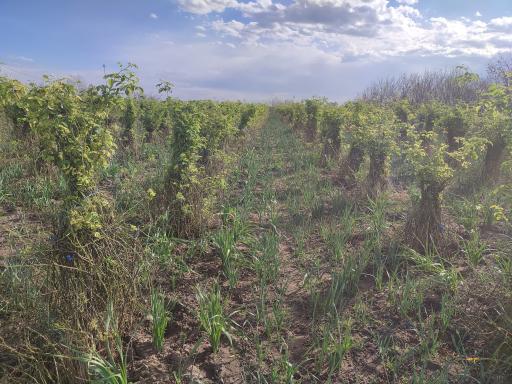 عکس باغ گل محمدی و گل نرگس