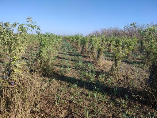 عکس باغ گل محمدی و گل نرگس