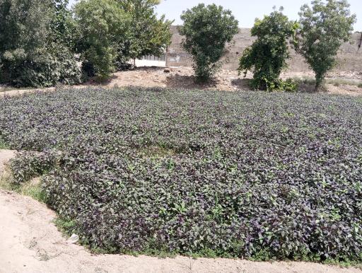 عکس گلحصار