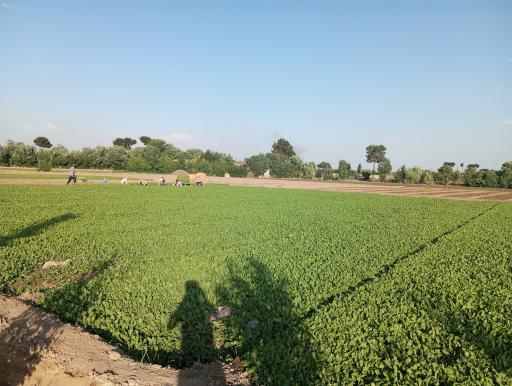 عکس گلحصار