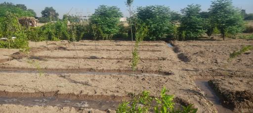عکس گلحصار