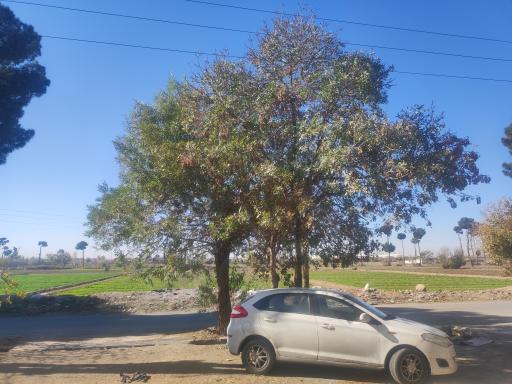 عکس گلحصار
