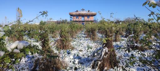 باغ گل محمدی و گل نرگس