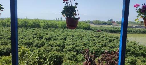 عکس باغ گل محمدی و گل نرگس