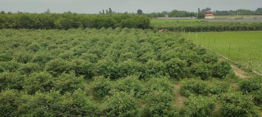عکس باغ گل محمدی و گل نرگس