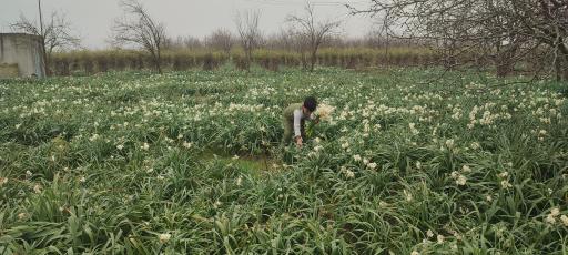 عکس باغ گل محمدی و گل نرگس