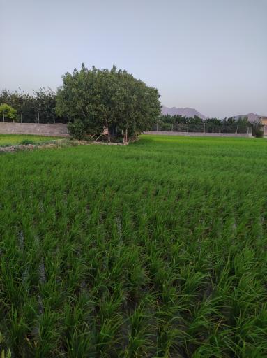 عکس نکوآباد