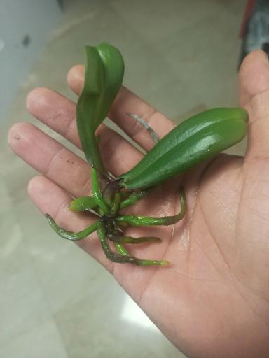 عکس شرکت کشت بافت گیاهی ریز افزا باران