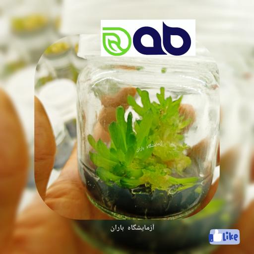 عکس شرکت کشت بافت گیاهی ریز افزا باران