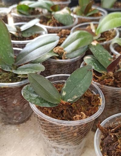 عکس شرکت کشت بافت گیاهی ریز افزا باران