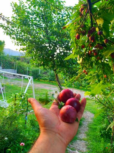 عکس اقامتگاه روستایی افرا 