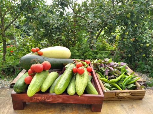 عکس اقامتگاه روستایی افرا 