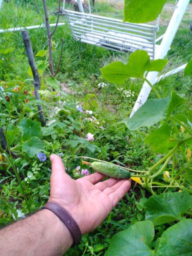 عکس اقامتگاه روستایی افرا 