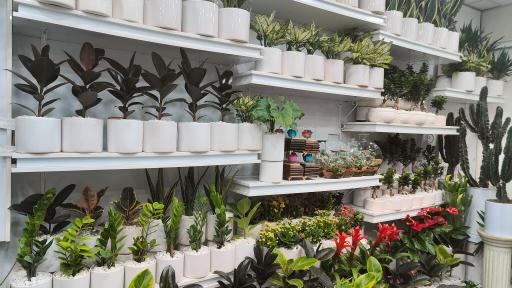 عکس گل ارینتال