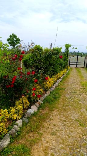 عکس اقامتگاه روستایی افرا 