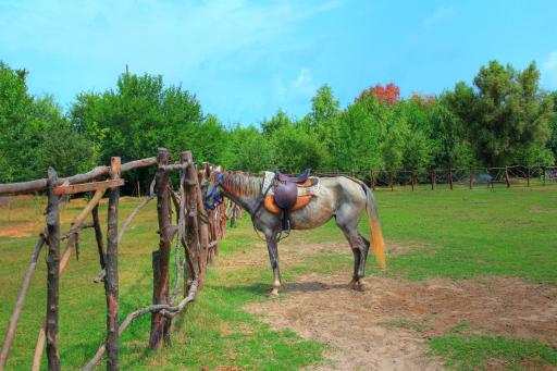 عکس پیست اسب سواری