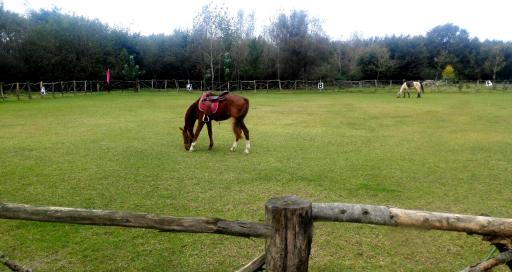 عکس پیست اسب سواری