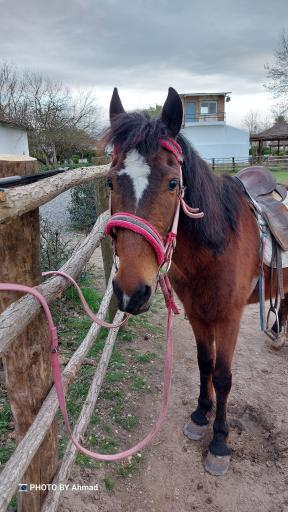 عکس پیست اسب سواری